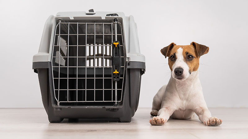 Cão pequeno e caixa de transporte